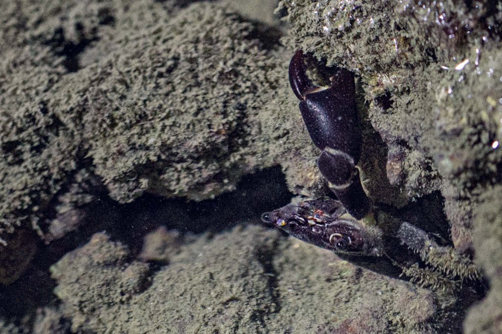 大潭藻礁夜觀_1456428