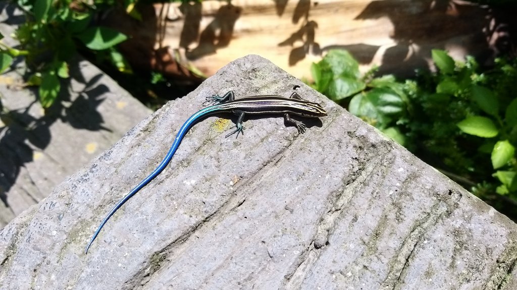 220820-後棟仔山（挑筍古道）_2160783