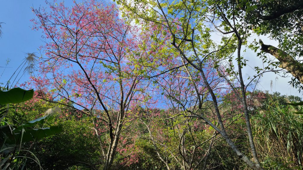 2021-0215 二格山櫻花步道_1270664