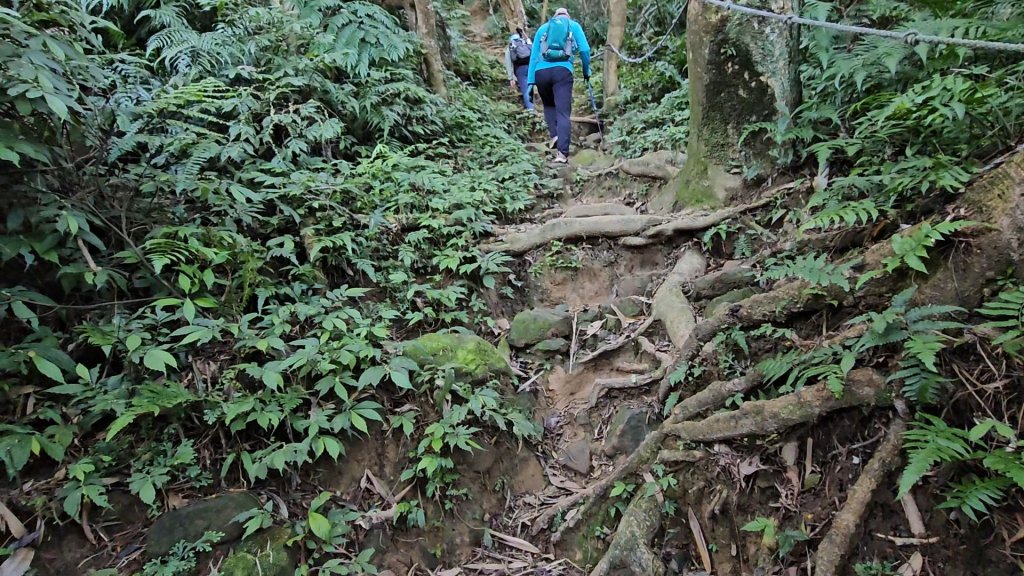 20251216太平山石門山小粗坑山O型+蕃薯藤TINA廚房_2972556