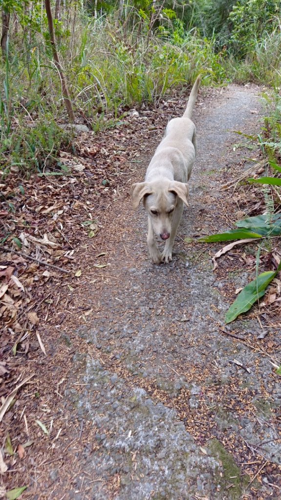 白毛山O繞順走白毛山西南峰/臭頭山_2070597