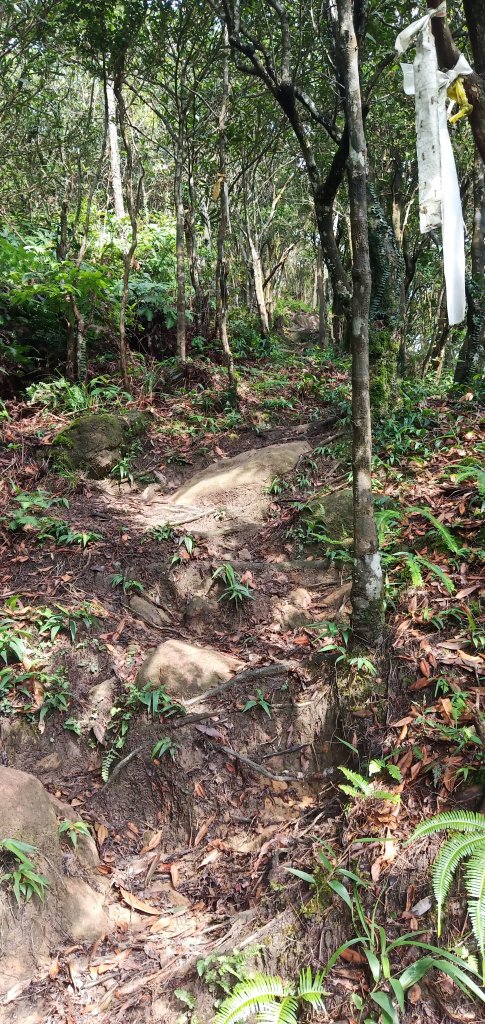 108.07.21汐止柯子林山如意湖_634088