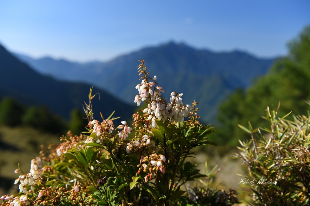 高山小花留影封面圖