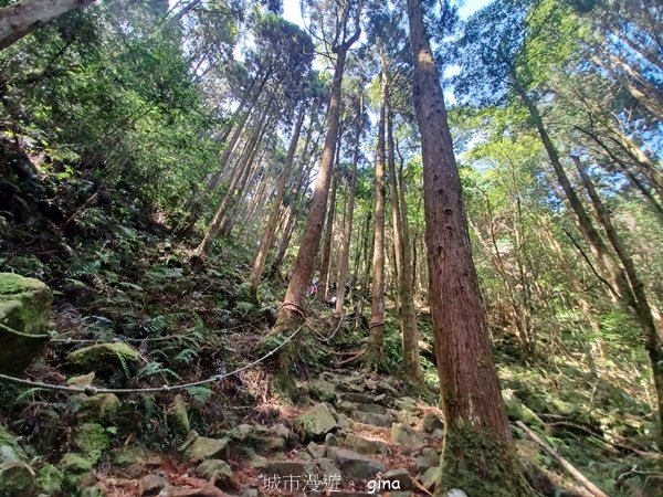 【台中和平】筆直的杉林.林相優美。 橫嶺山x沙連山P型_2869025