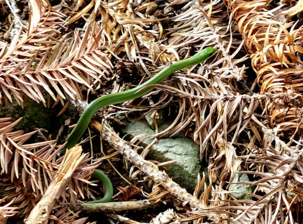 【中級山】天梯直上雲霄，一切美景盡在眼底，谷關七雄白毛山_2742424