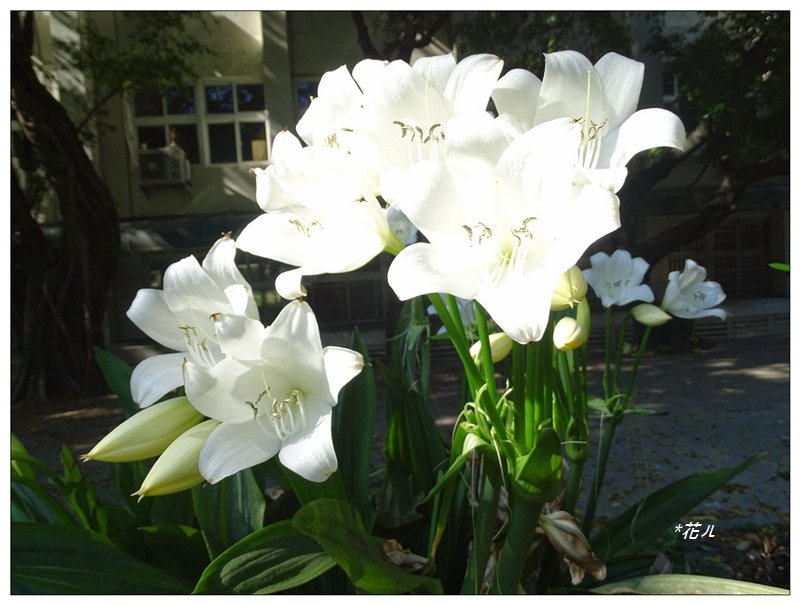 夏日香殊蘭的花開_2180065