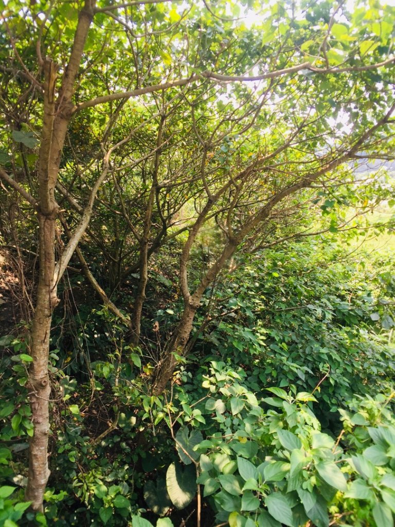 八斗子（望幽谷，潮境公園）_563440