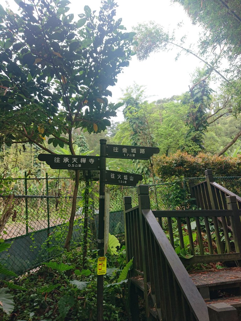 火焰山之桐花大爆發_2483343