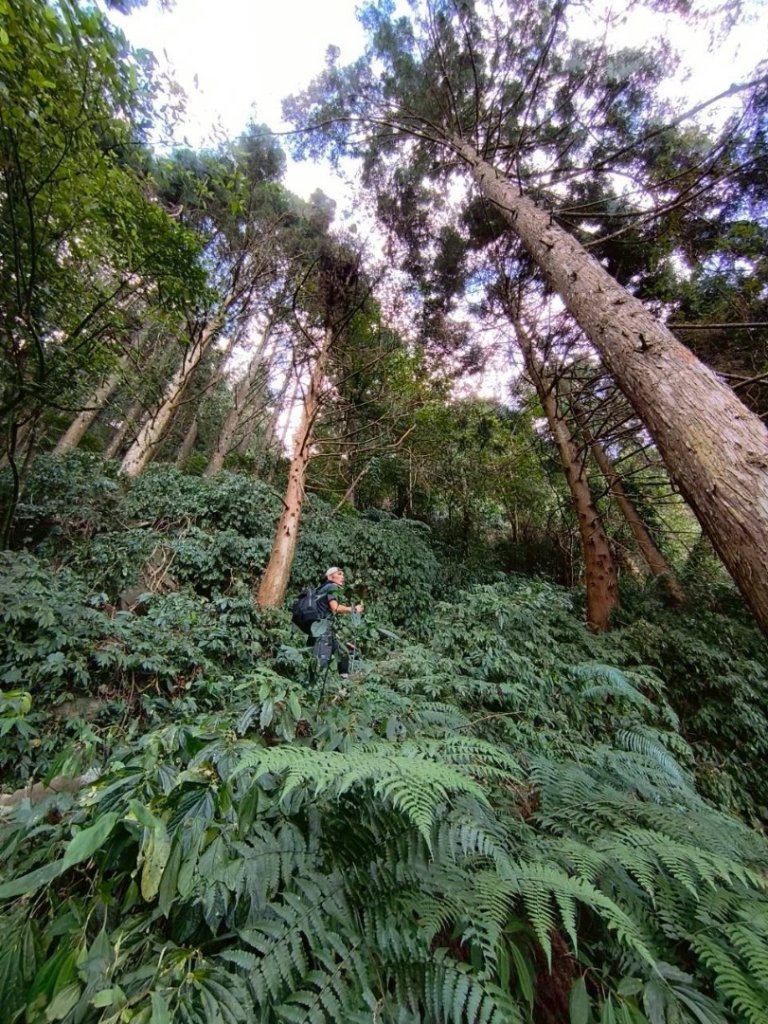 20251218溪頭鳳凰山台寅山上天文台至妖怪村買菜O繞_2965693