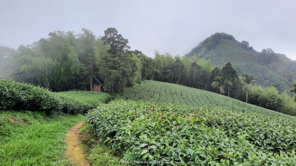 《嘉義》雲霧茶園｜雲嘉三加一連峰O繞20240608封面圖