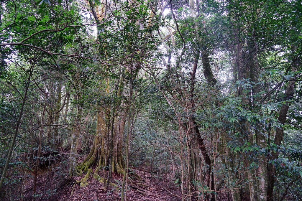 谷關七雄 | 三級解封後的白毛山_1452797