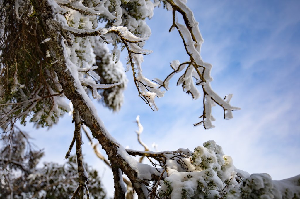 【塔曼山】雪季的糖霜白雪森林_1234650