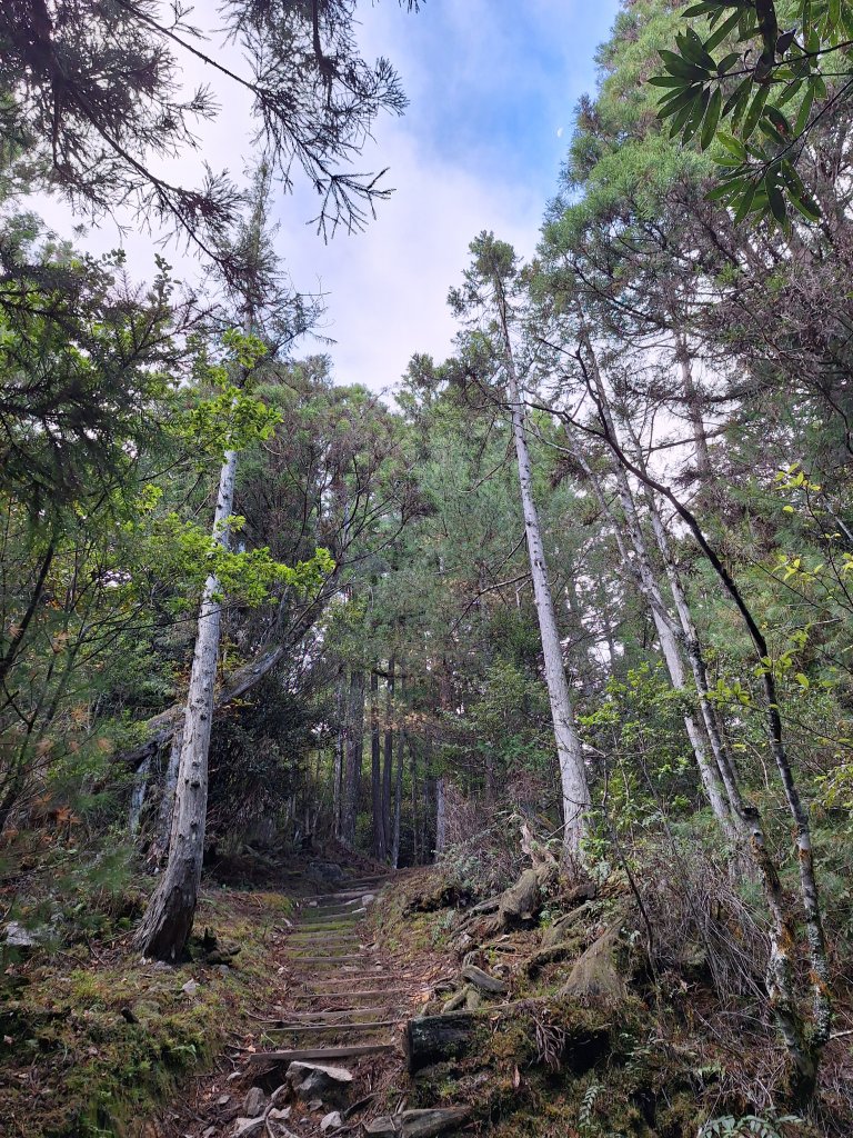 觀霧之榛山O型20241123_2653888