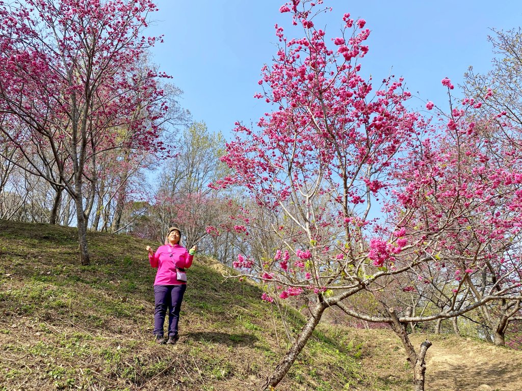 大坑、新社賞花趣  2021/2/20_1277912