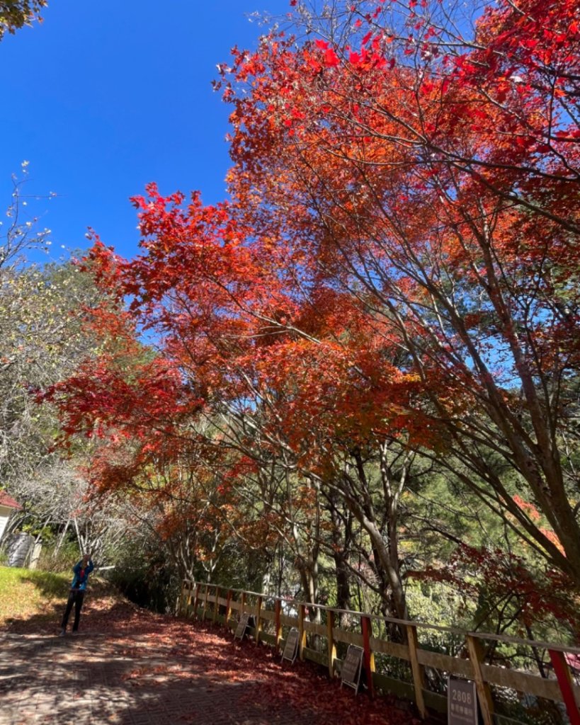 上武賞楓紅黃橙橙銀杏🍁_2667782