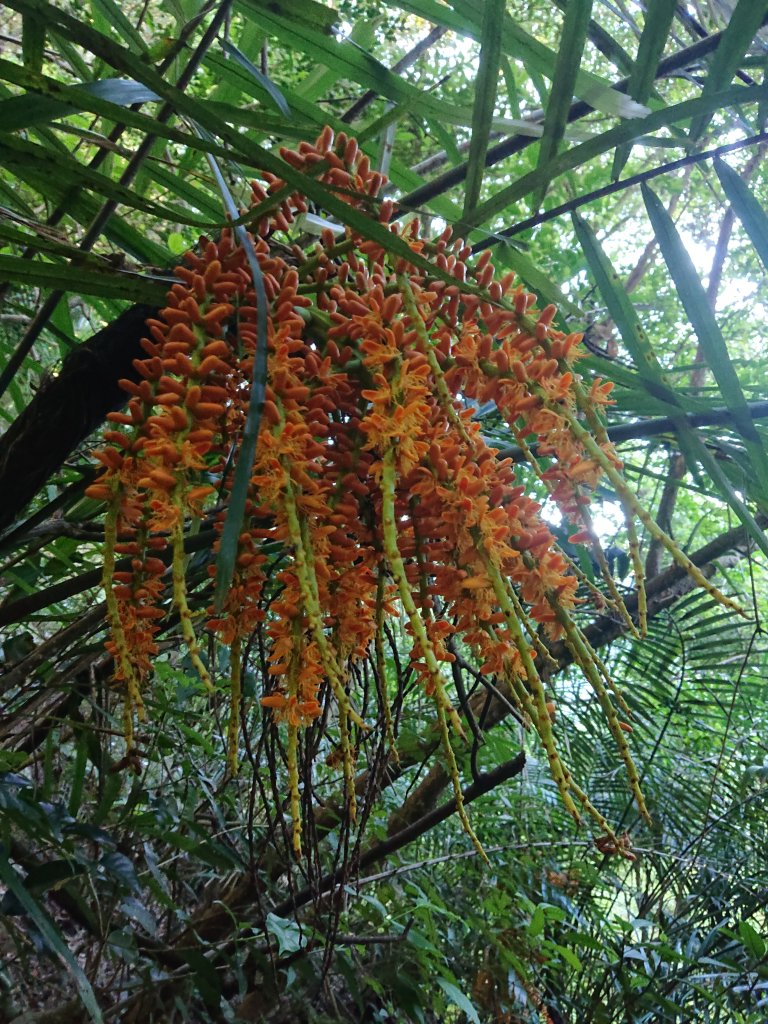 唐麻丹山_2790138