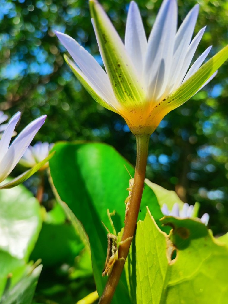 後花園散散步_2855160