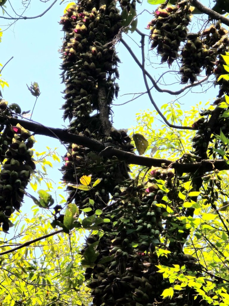 谷關松鶴橋對面的德芙蘭生態步道順登東卯山西南峰_2748293