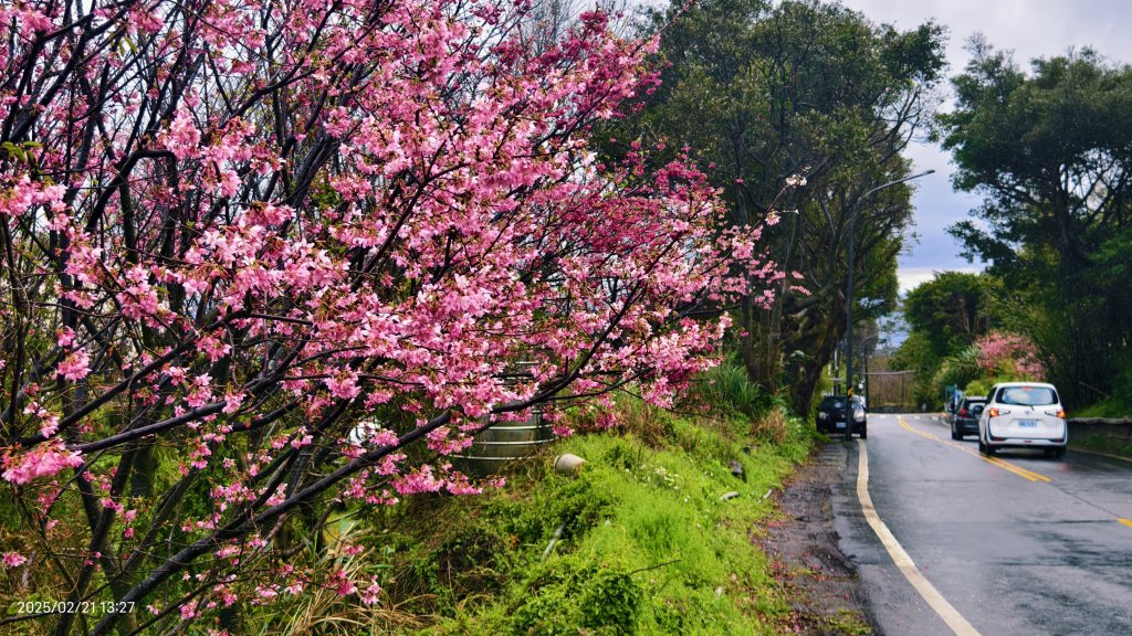 #十八份拐圳步道 #墨染櫻 2/21_2717234