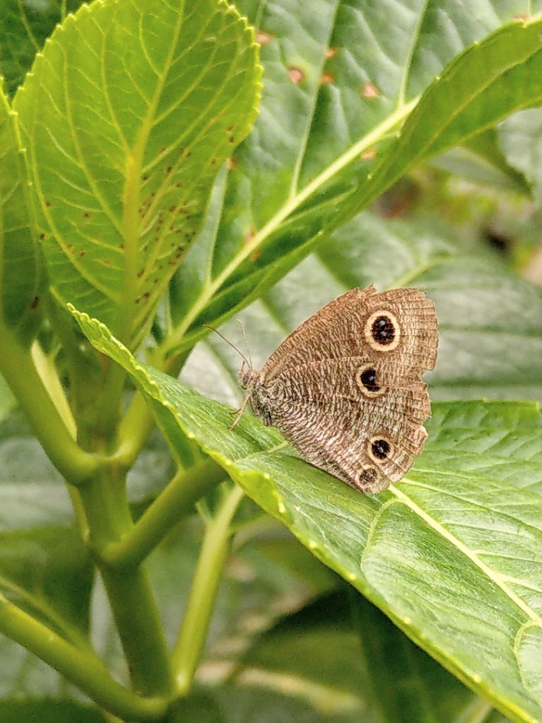 五指山橫向步道_1029539
