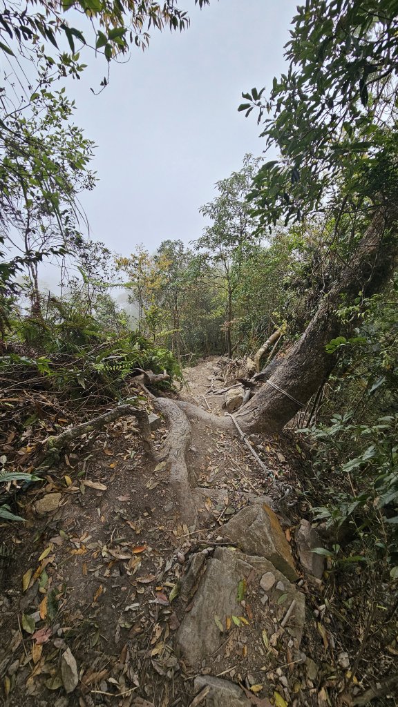 【美美兔走山趣】谷關抓雄-老六白毛_2749953