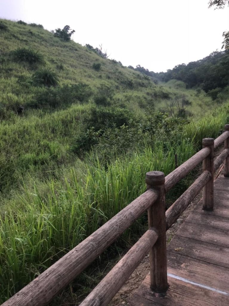 大肚南寮步道_384671