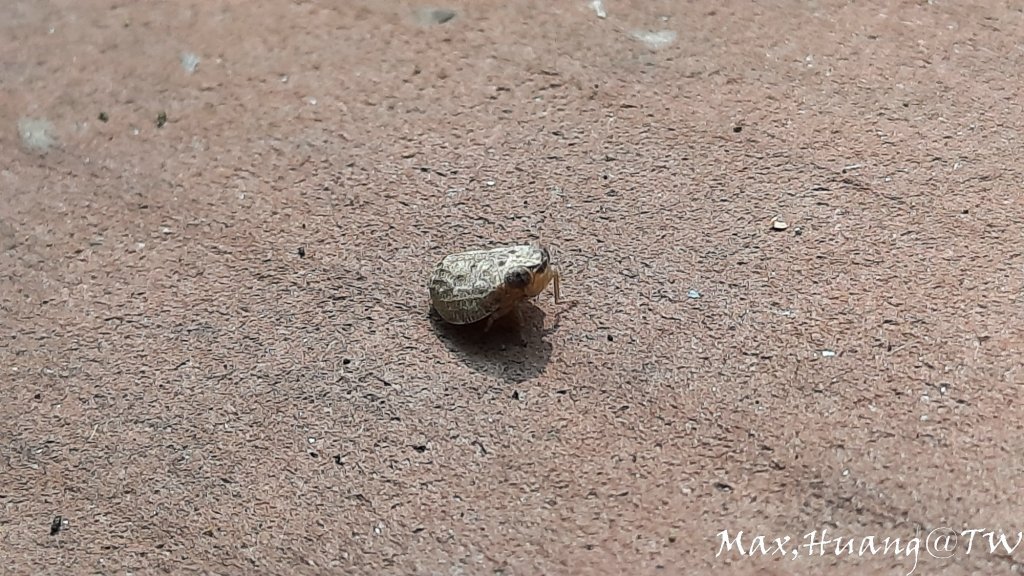 《台中》水向東流｜外埔水流東桐花步道20230916_2284238