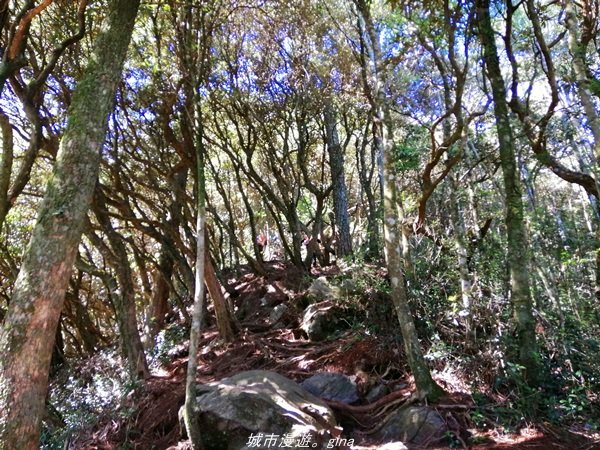 【台中。和平】綠蔭杉林大口森呼吸。 橫嶺山自然步道x橫嶺山主峰_1497945
