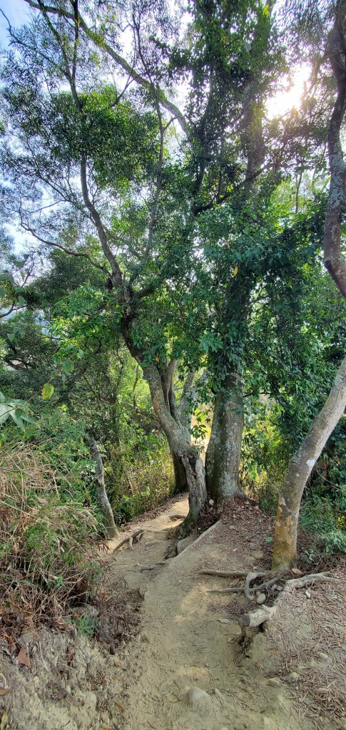 2023-02-19清水岩中央嶺造林步道、十八彎古道_2037823