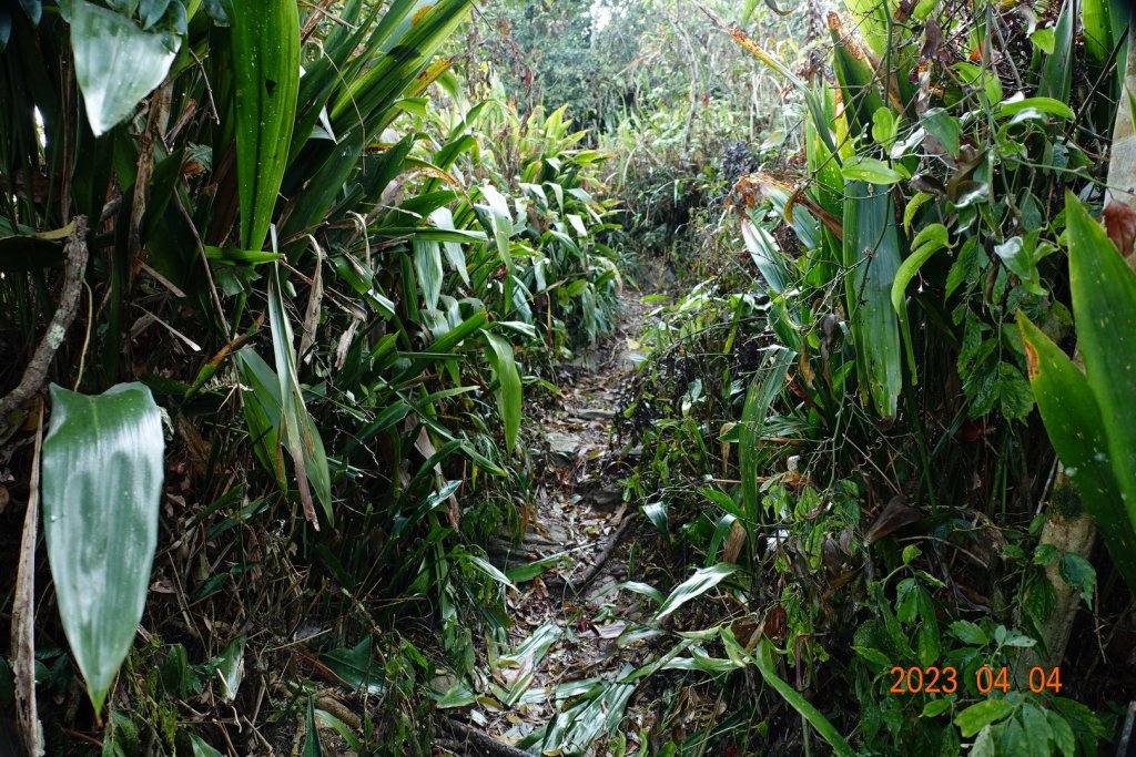 屏東 瑪家、泰武 真笠山、鱈葉根山、日湯真山_2103057