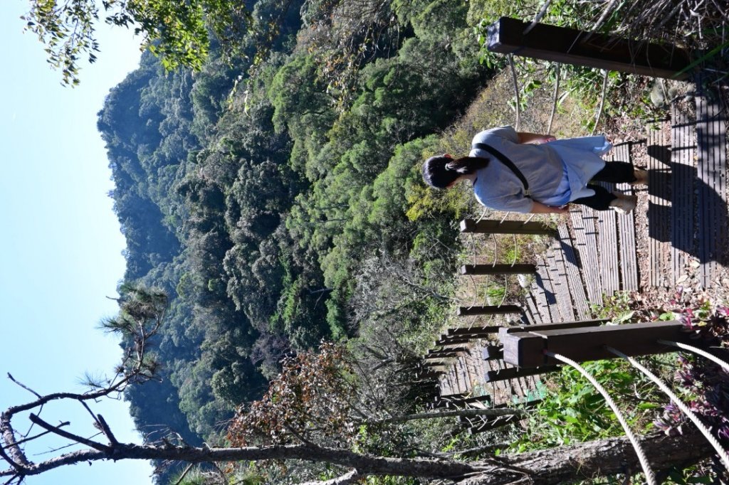 110.11.19 大坑五號、五之一號步道_1519309