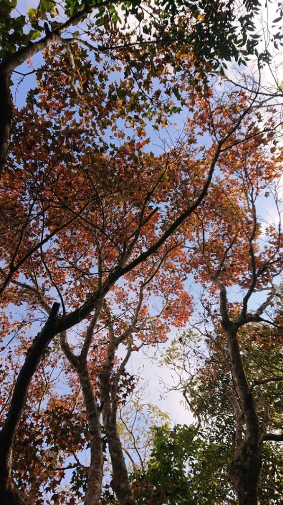 馬那邦山O走_2370072