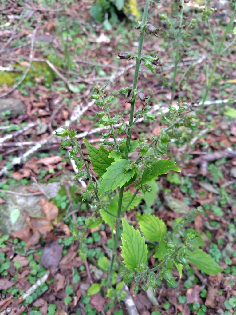 東埔走八通關古道訪龍貓公車繞對關山O型_2962804