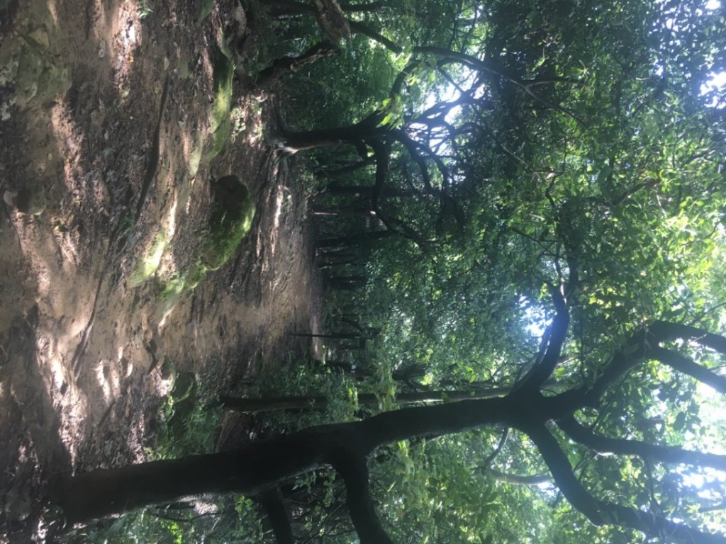 大棟山縱走 （鶯歌車站→ 樹林車站）_2245389