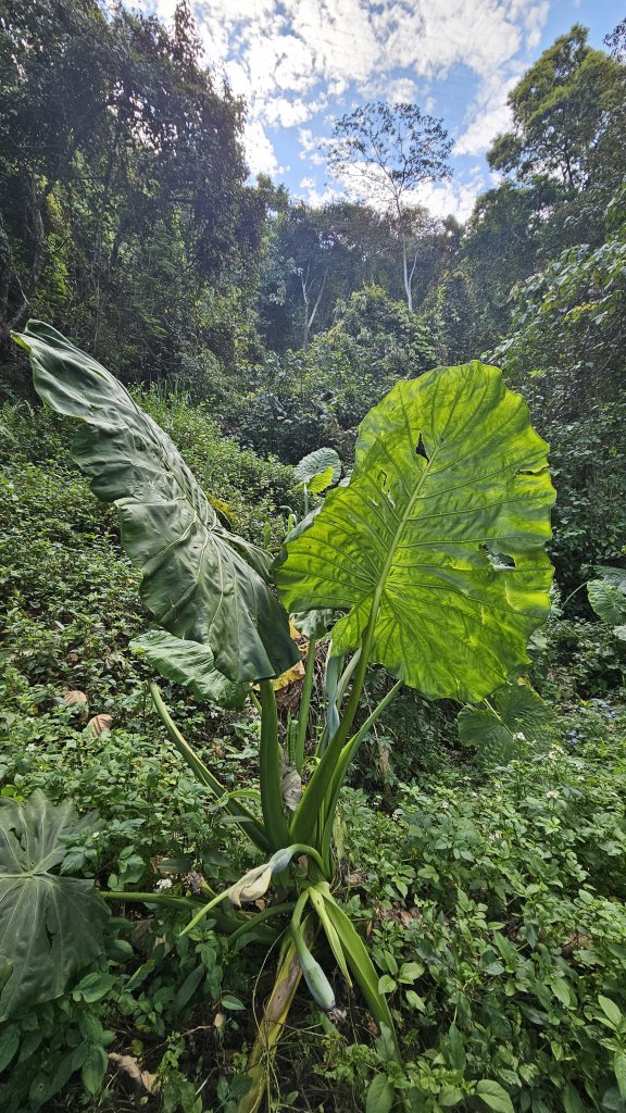 【美美兔走山趣】谷關抓雄-老六白毛_2749938