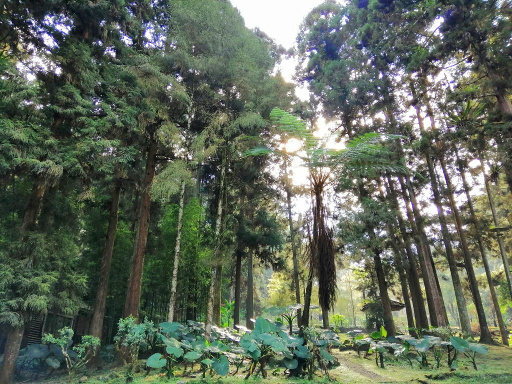 森林綠意滿滿芬多精。 溪頭森林遊樂區_770552