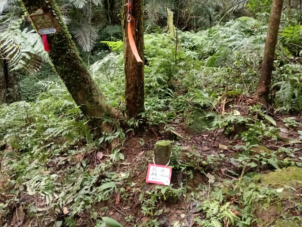 雙溪區彎穹平林山+平湖東步道+紙坑古道(億山煤礦)+紙坑山出平水聚落O型_2965882