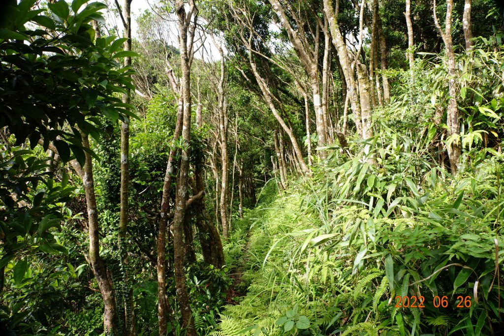 新北 坪林 源茂山(樟枯坑山)_1746018