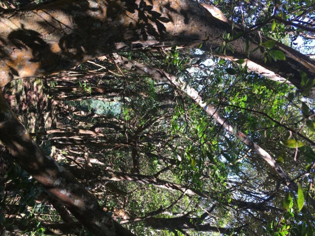 鳥結o. (內鳥嘴、那是山_2595902