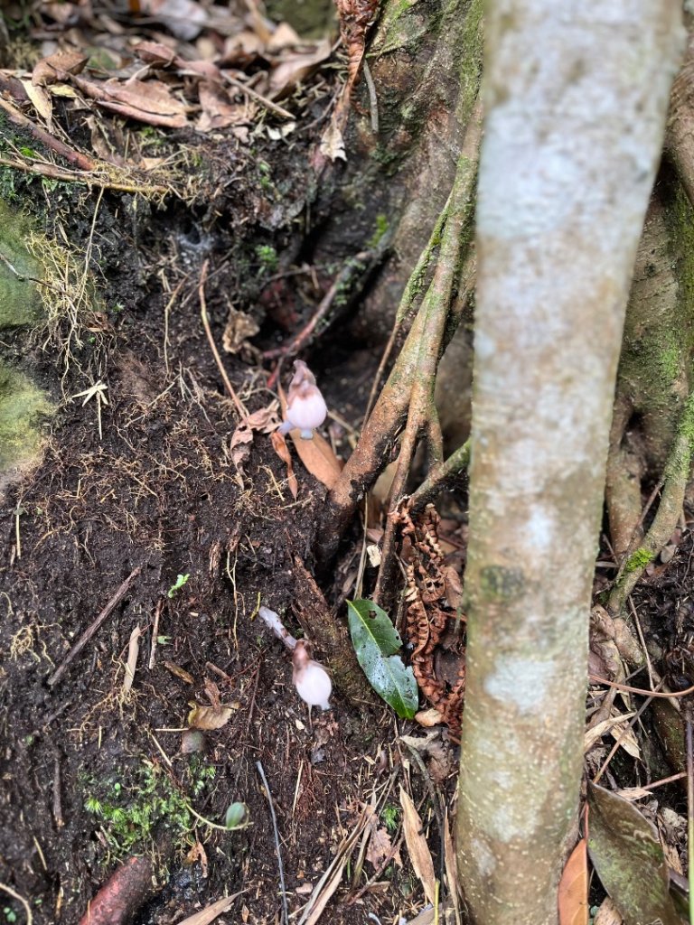 20250525_鳳凰山步道（南投小百岳）_2855885