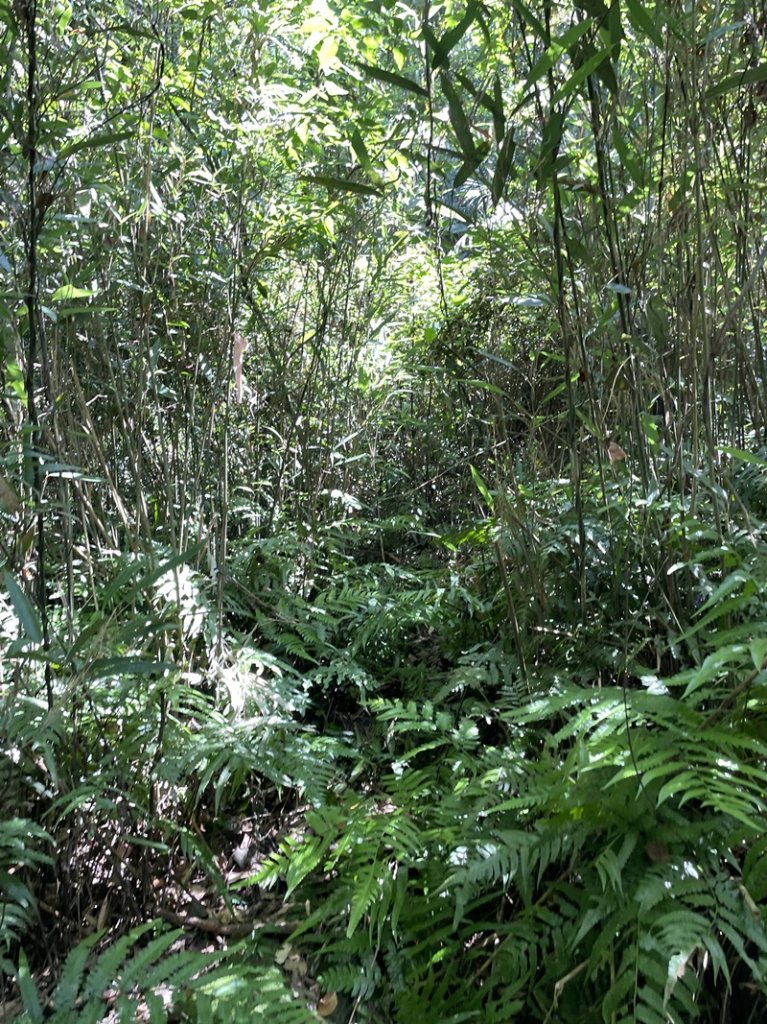 蛇子形古道_2511176