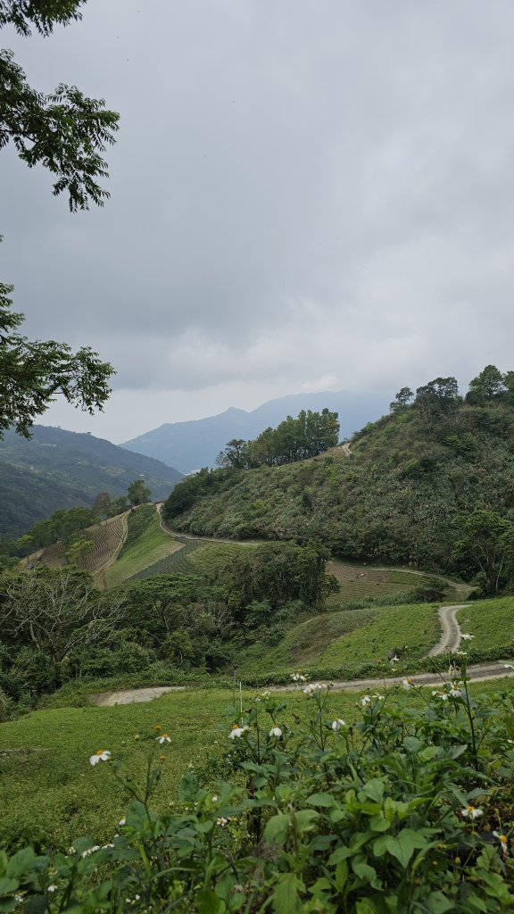240329-第40座小百岳#094太麻里山O繞。美美兔不放過任何一個可以爬山的時間。_2469405