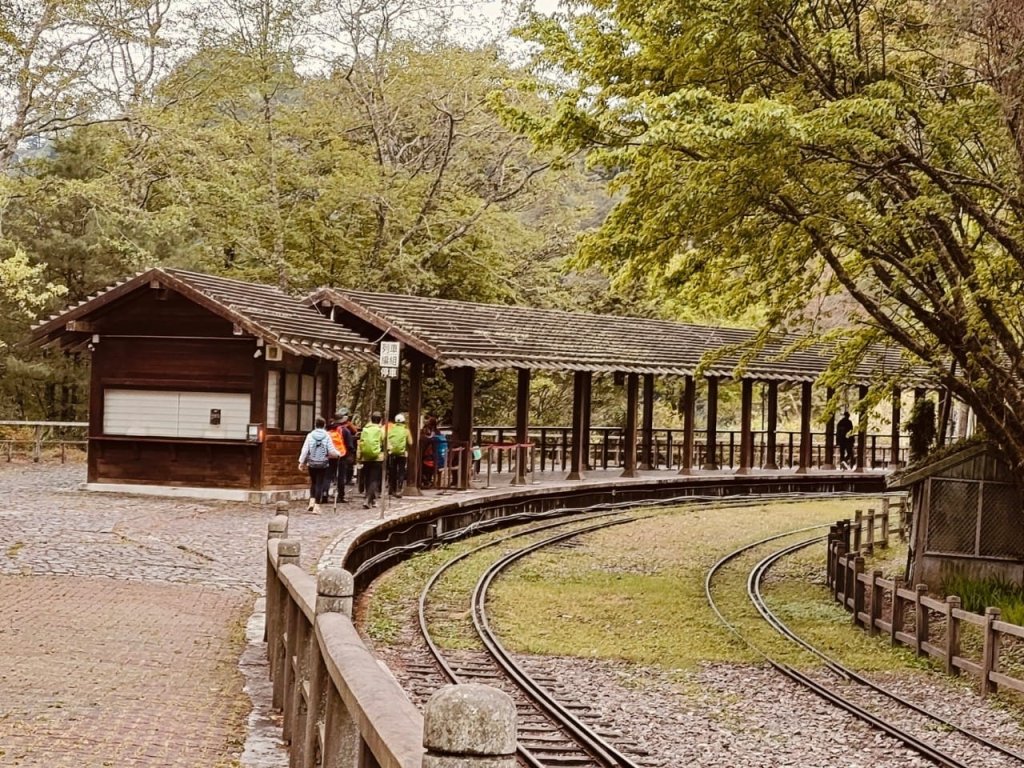 1130331阿里山-大塔山(小百岳)_2468998
