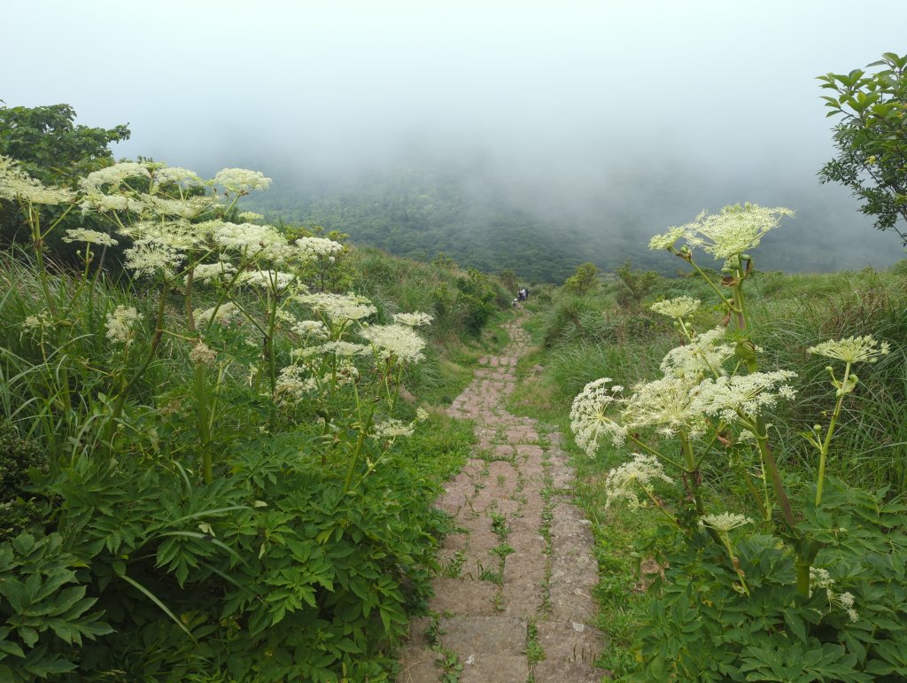 2025.05.17－大屯山步道下清天宮_2790041