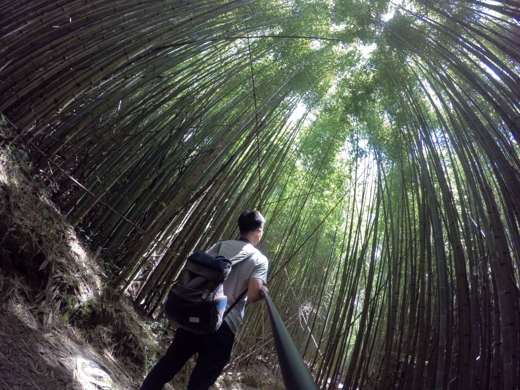 司馬庫斯神木群步道 _360529