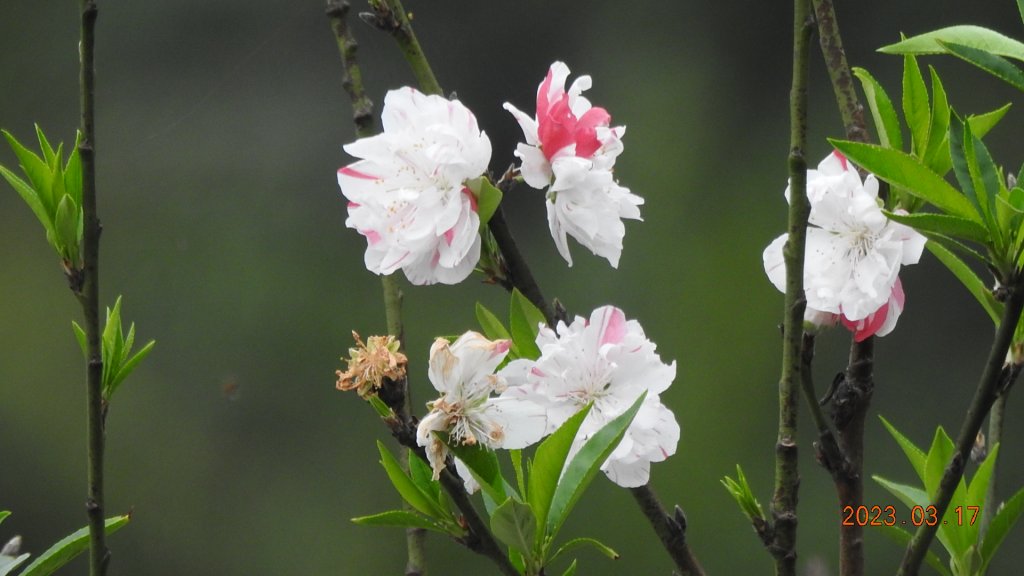 追花是簡單的快樂，賞花是恬淡的幸福。3/17_2073494