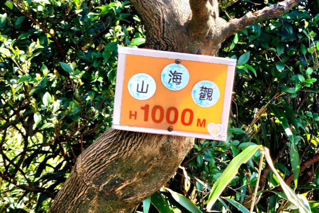 【中級山】台北版抹茶山竟然有免申請路線，小觀音山西峰單攻，順遊頂湖海芋步道，竹子湖黑森林_2742387