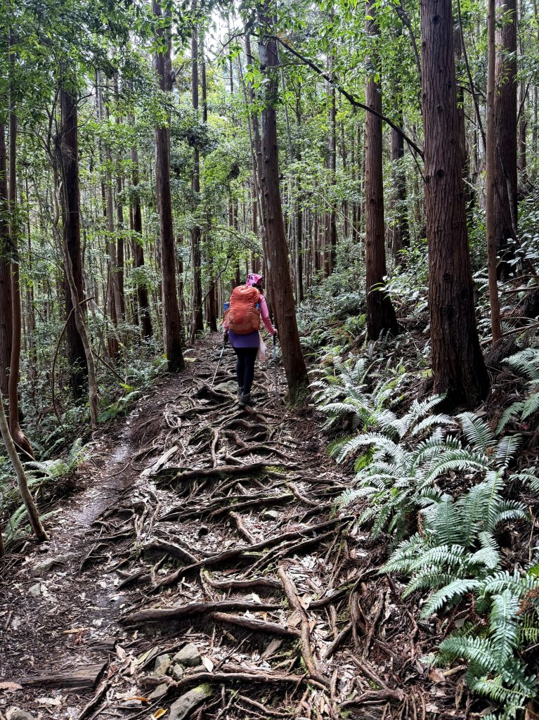回程下雨的 松鶴上 八仙山 20251025_2925744