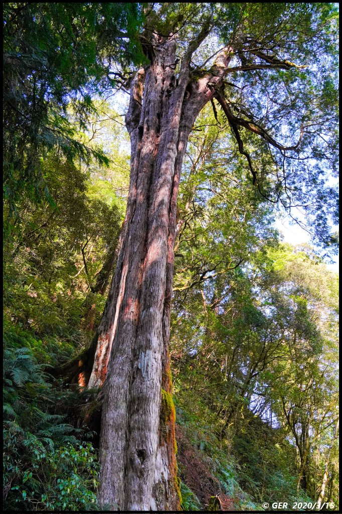 全台最大的紅檜森林 ~ 拉拉山巨木群_885532