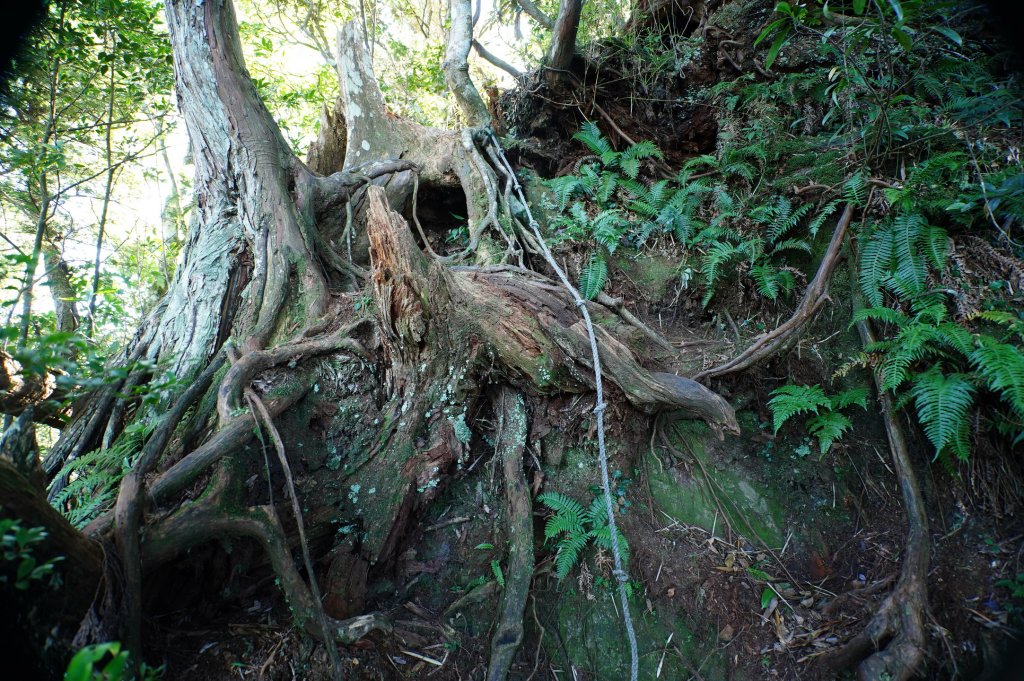 新竹 尖石 貴妃山、那結山_2913598